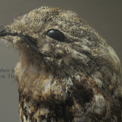 Great Potoo